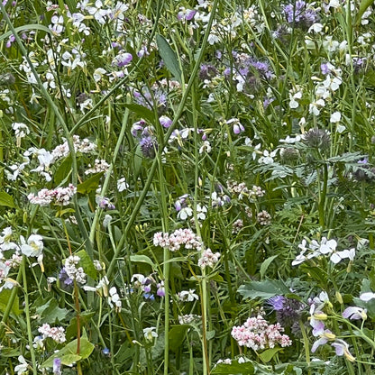 Schmetterling Garten Wundertüte mit Schmetterlingswiese